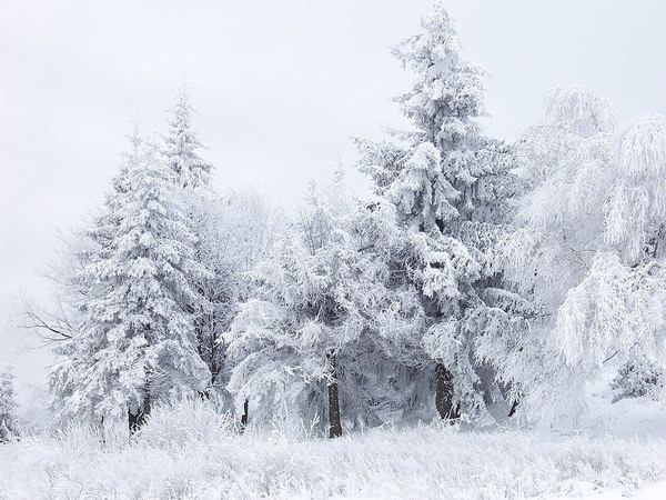 Иллюстрация к каталогу: Аукцион №8